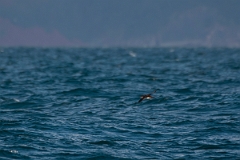 David Plant Photography - Wildlife Photography - Manx shearwater - E
