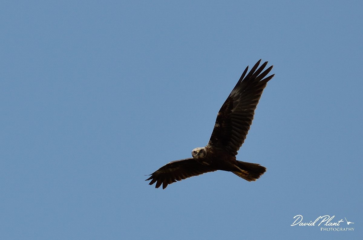 David Plant Photography - Wildlife Photography - Marsh harrier - A.jpg - Marsh harrier in flight - Cambridgeshire
