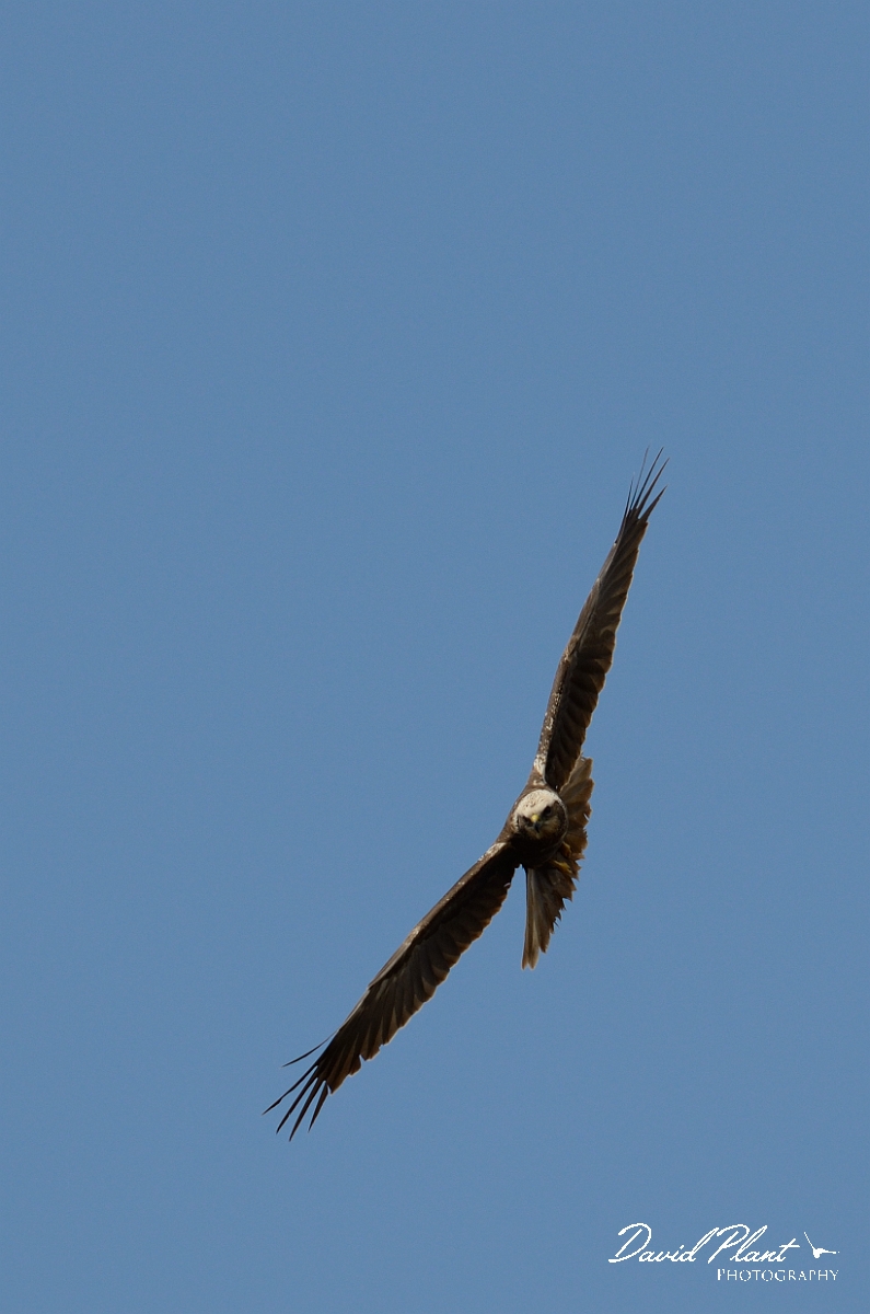 David Plant Photography - Wildlife Photography - Marsh harrier - C.jpg - Marsh harrier turning in flight - Cambridgeshire