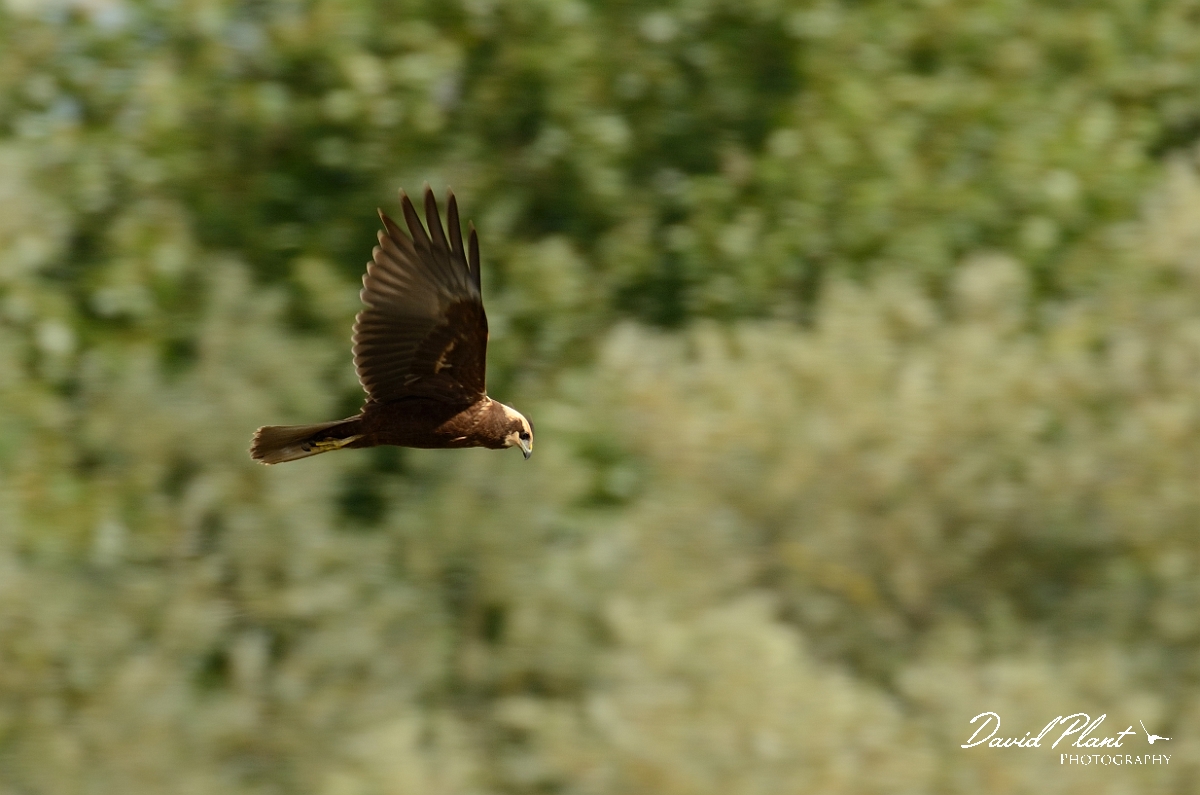 David Plant Photography - Wildlife Photography - Marsh harrier - E.jpg - Marsh harrier - Cambridgeshire