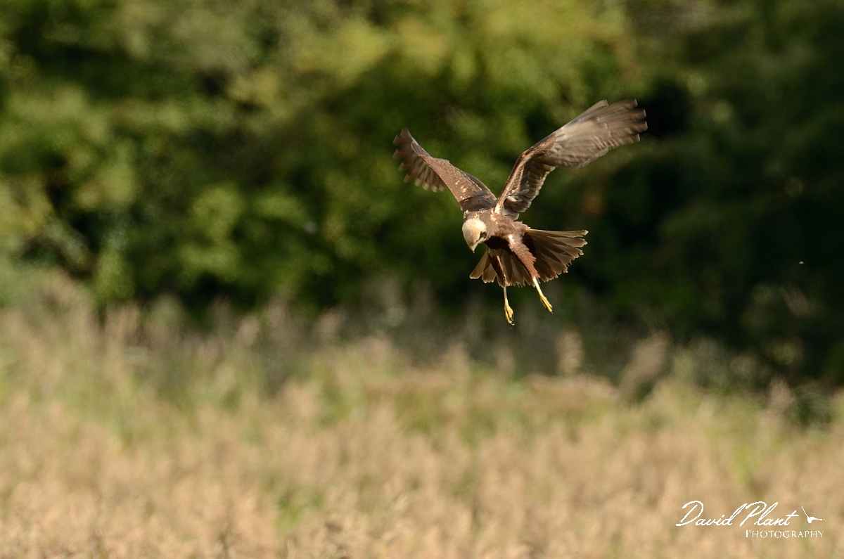 David Plant Photography - Wildlife Photography - Marsh harrier - G.jpg - Marsh harrier hovering - Cambridgeshire