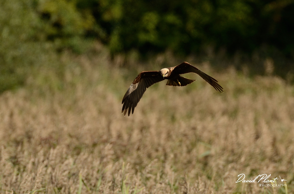 David Plant Photography - Wildlife Photography - Marsh harrier - H.jpg - Marsh harrier over reeds - Cambridgeshire