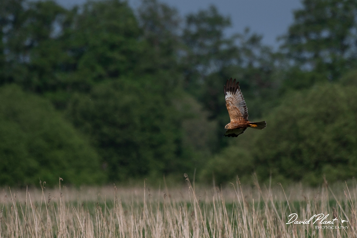David Plant Photography - Wildlife Photography - Marsh harrier - J.JPG - Marsh harrier, male - Somerset