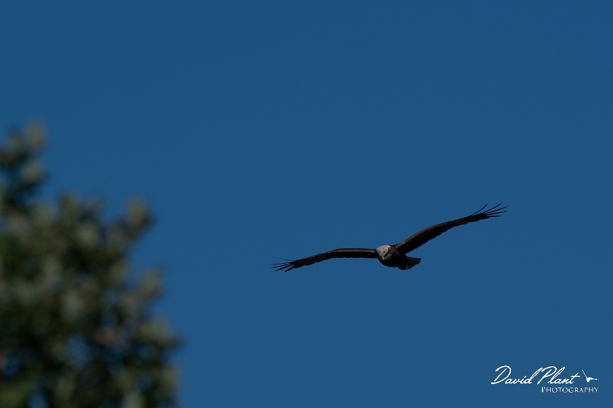 David Plant Photography - Wildlife Photography - Marsh harrier - K.JPG - Marsh harrier -  Bridgend