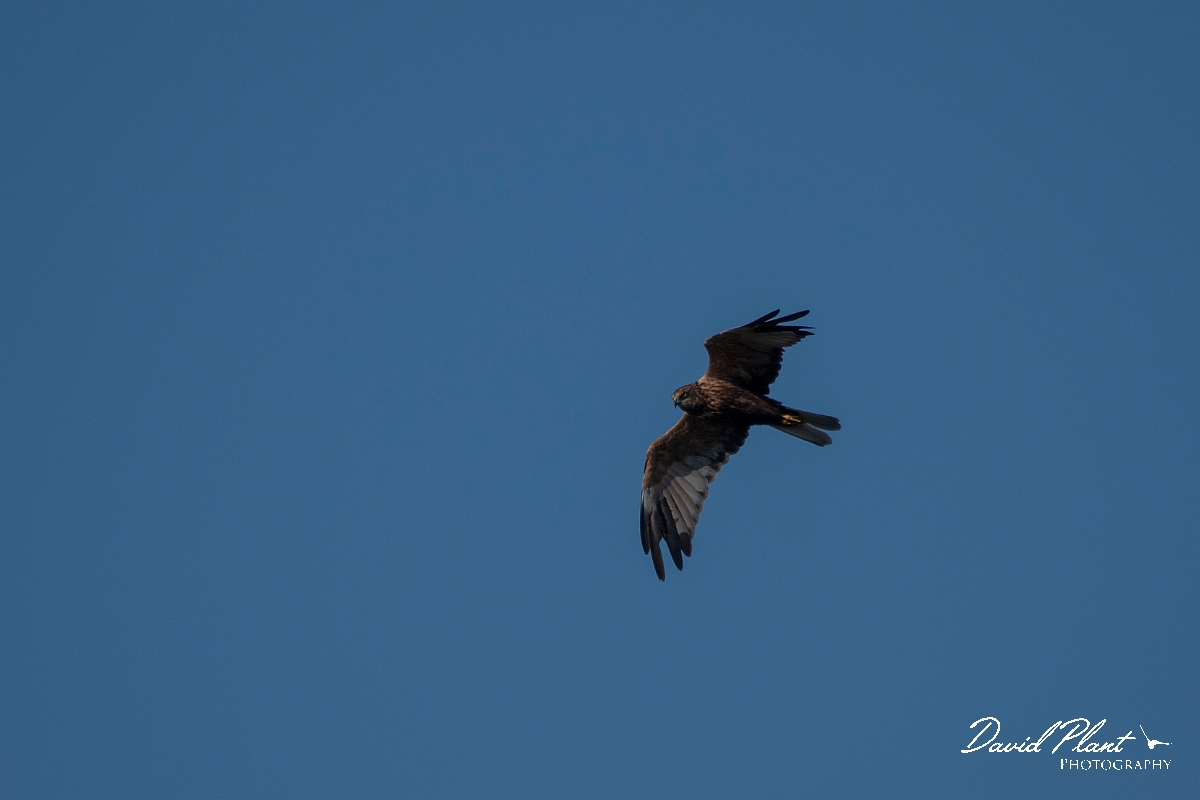 David Plant Photography - Wildlife Photography - Marsh harrier - L.JPG - Marsh harrier, male - East Riding of Yorkshire