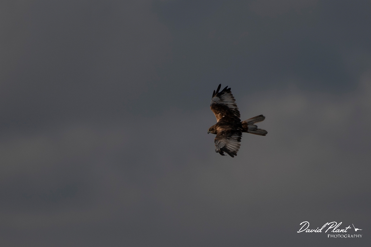 David Plant Photography - Wildlife Photography - Marsh harrier - M.JPG - Marsh harrier, male - East Riding of Yorkshire
