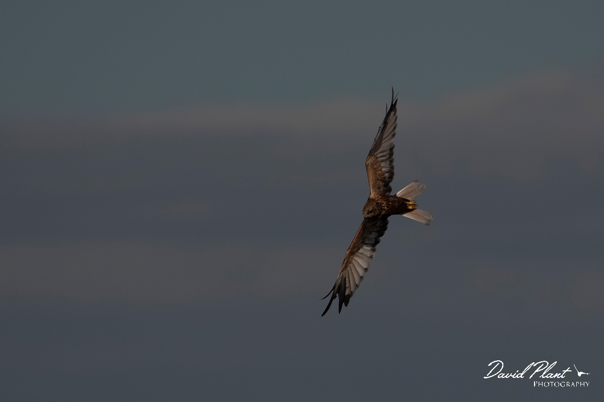 David Plant Photography - Wildlife Photography - Marsh harrier - P.JPG - Marsh harrier, male - East Riding of Yorkshire