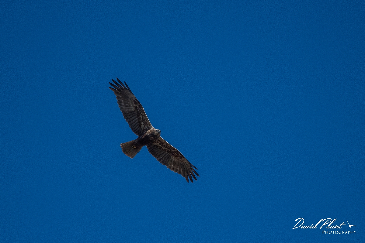 David Plant Photography - Wildlife Photography - Marsh harrier - S.JPG - Marsh harrier - Norfolk