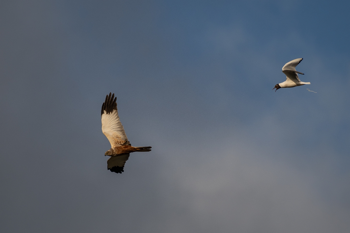 David Plant Photography - Wildlife Photography - Marsh harrier - T.jpg - Marsh harrier chased by black-headed gull - Norfolk