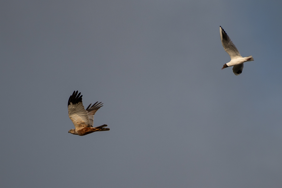 David Plant Photography - Wildlife Photography - Marsh harrier - U.jpg - Marsh harrier chased by black-headed gull - Norfolk