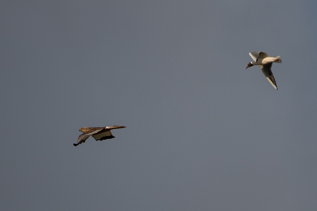 David Plant Photography - Wildlife Photography - Marsh harrier - V.jpg - Marsh harrier chased by black-headed gull - Norfolk