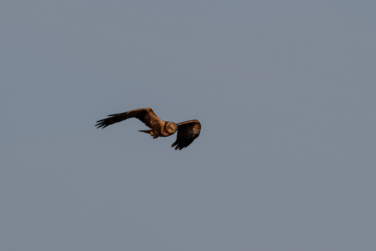 David Plant Photography - Wildlife Photography - Marsh harrier - W.jpg