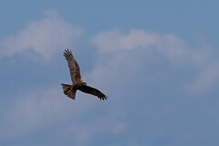 David Plant Photography - Wildlife Photography - Marsh harrier - AB