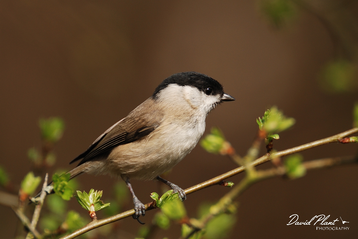 David Plant Photography - Wildlife Photography - Marsh tit - A.jpg - Marsh tit on hawthorn - Gloucestershire