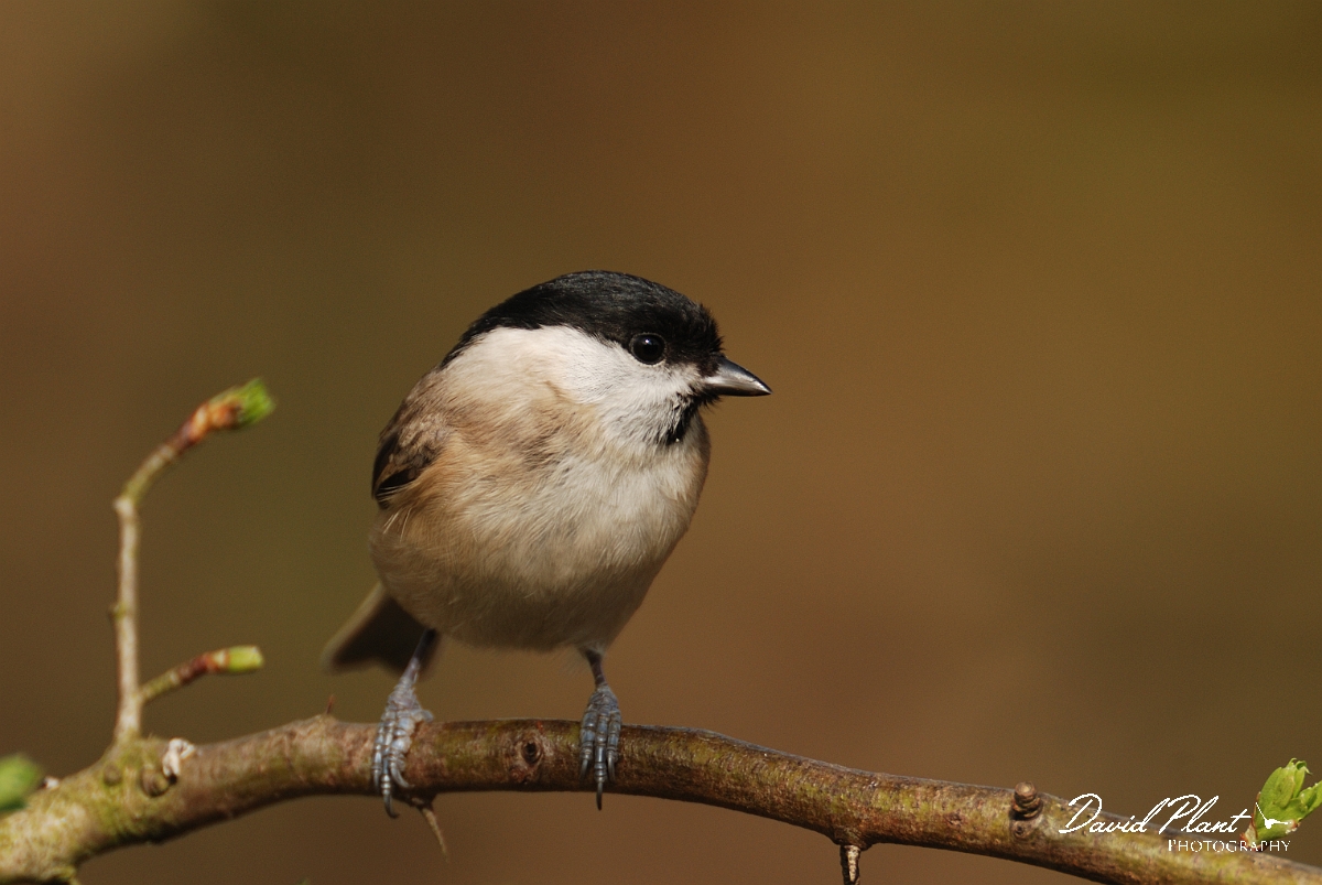 David Plant Photography - Wildlife Photography - Marsh tit - B.jpg - Marsh tit - Gloucestershire