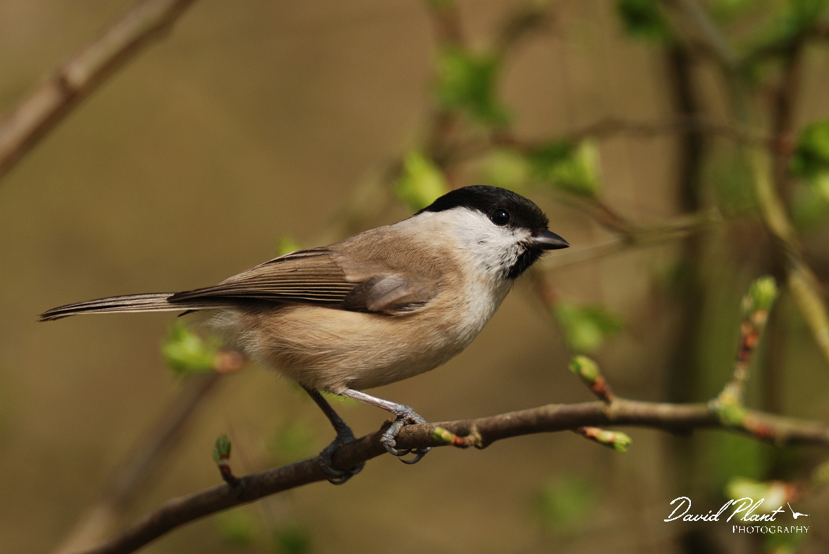 David Plant Photography - Wildlife Photography - Marsh tit - C.jpg - Marsh tit on hawthorn - Gloucestershire