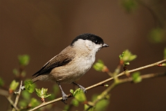 David Plant Photography - Wildlife Photography - Marsh tit - A