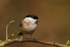 David Plant Photography - Wildlife Photography - Marsh tit - B