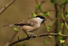 David Plant Photography - Wildlife Photography - Marsh tit - C