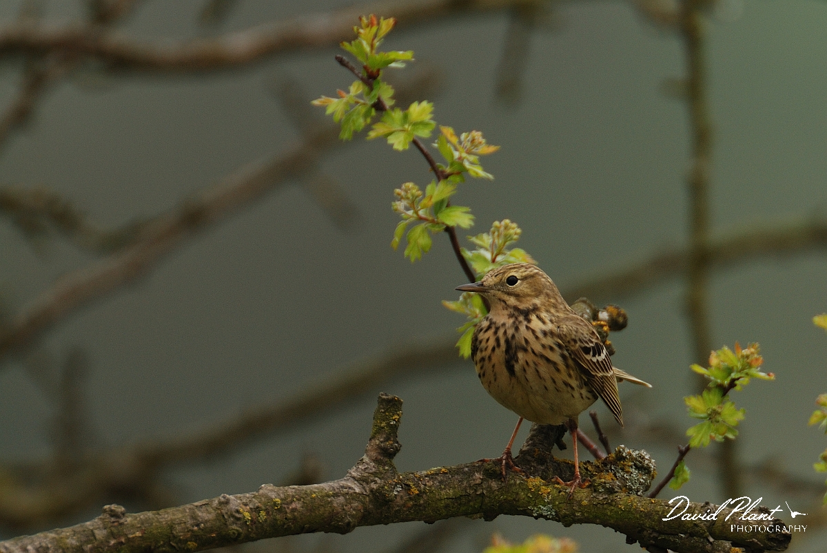 David Plant Photography - Wildlife Photographer - Meadow pipit in hawthorn - D.jpg - Meadow pipit in hawthorn - Bedfordshire