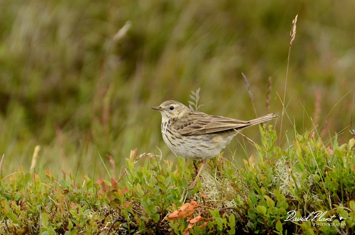 David Plant Photography - Wildlife Photography - Meadow pipit - E.jpg - Meadow pipit - Merthyr Tydfil