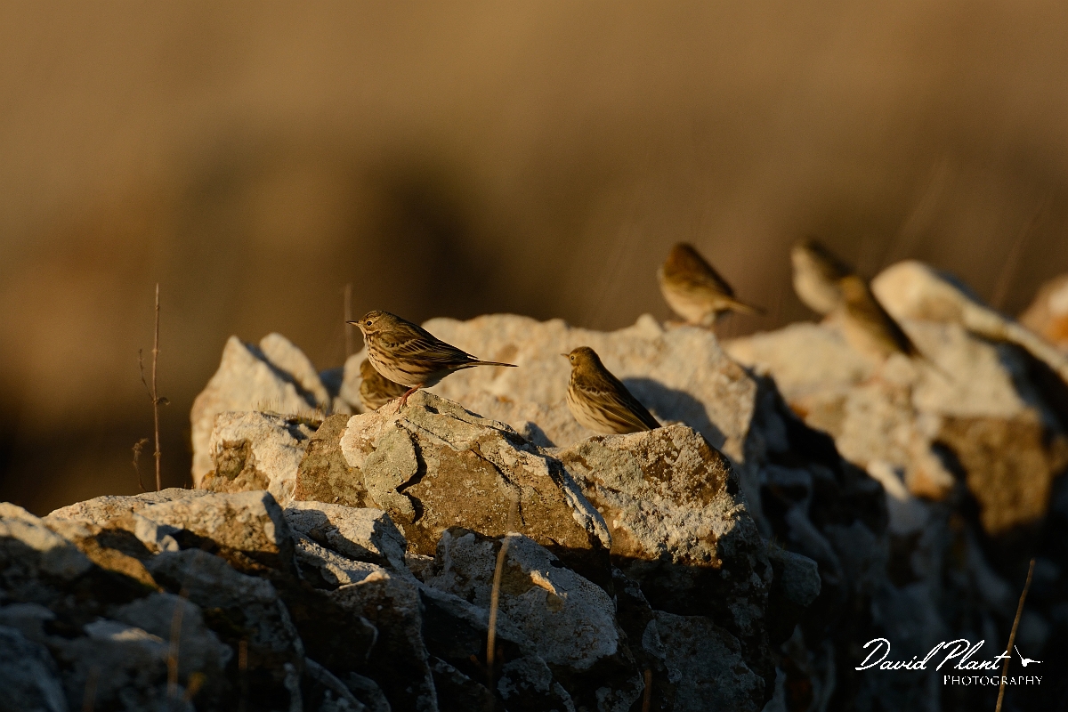 David Plant Photography - Wildlife Photography - Meadow pipit - F.jpg - Meadow pipit flock on dry stone wall - Gloucestershire