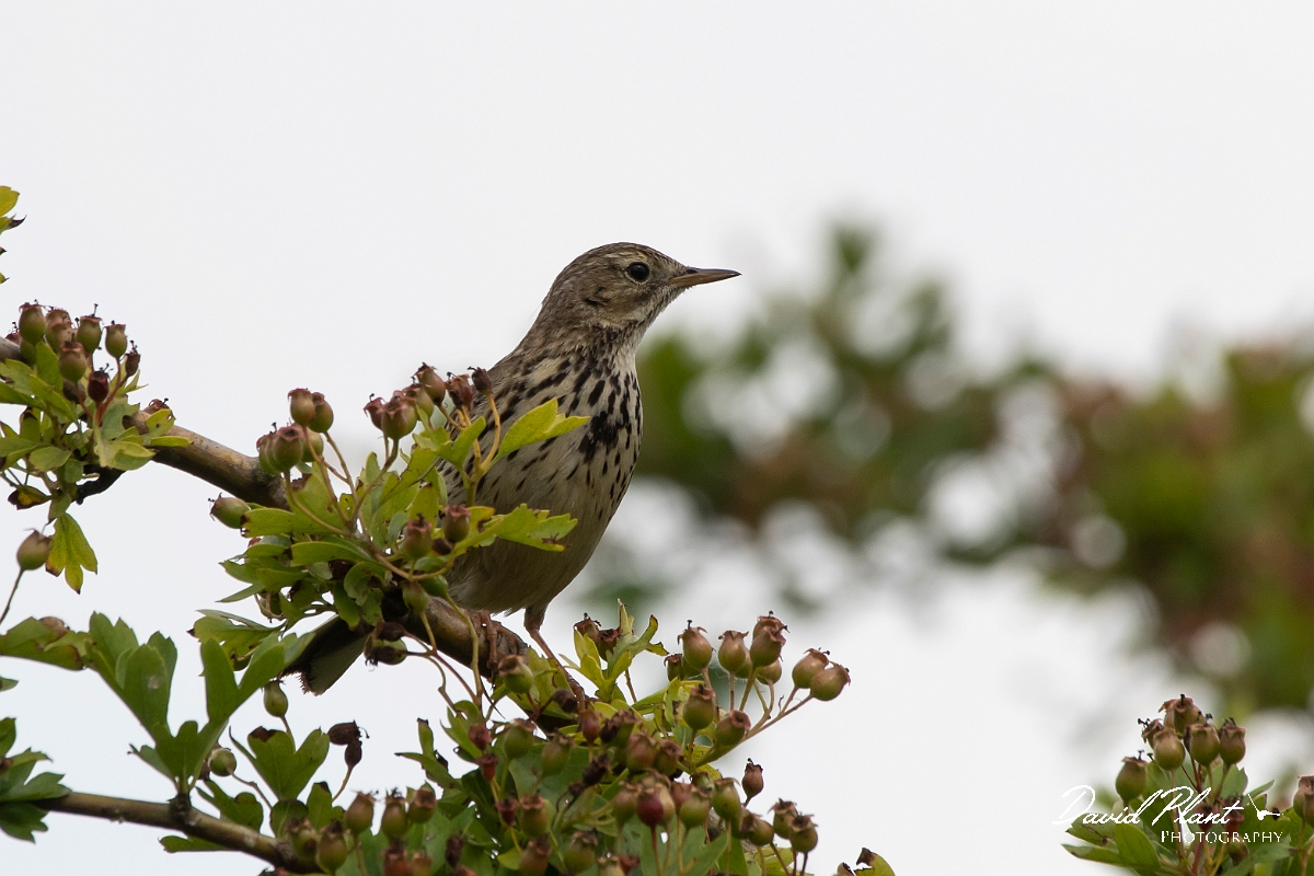 David Plant Photography - Wildlife Photography - Meadow pipit - H.jpg - Meadow pipit - Cambridgeshire