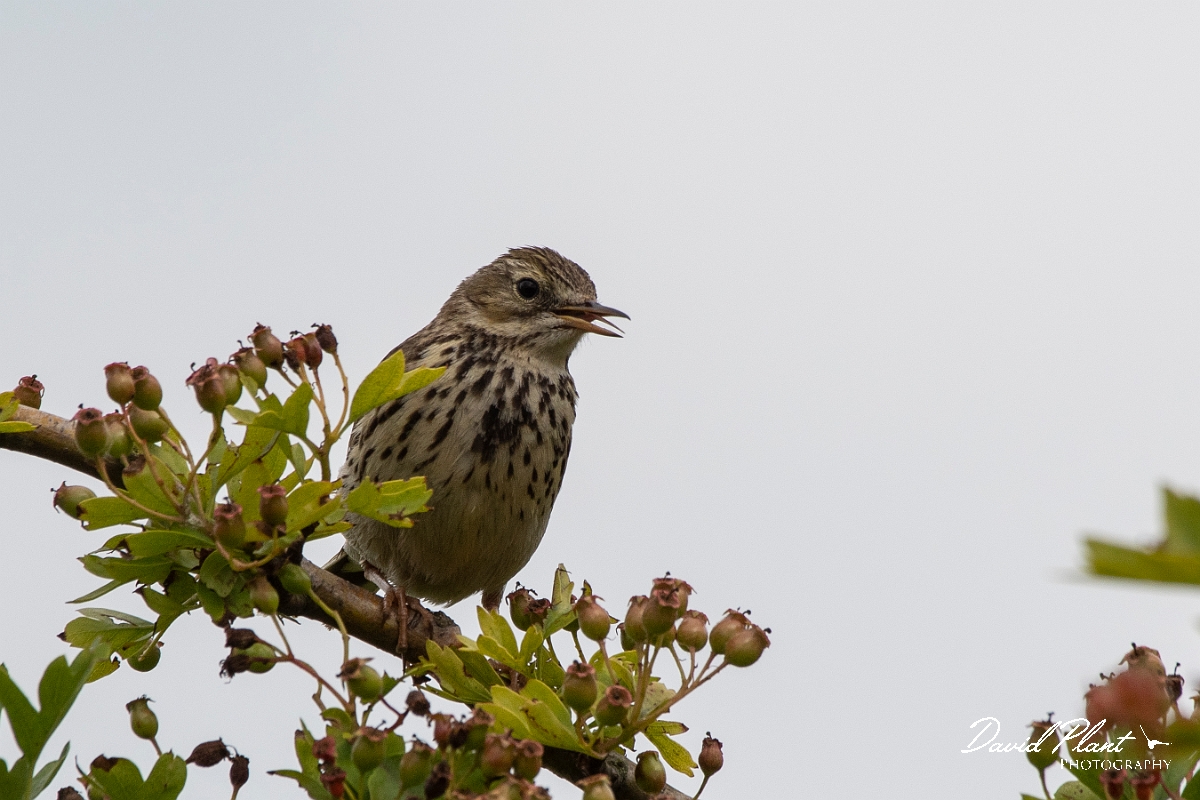 David Plant Photography - Wildlife Photography - Meadow pipit - I.jpg - Meadow pipit - Cambridgeshire