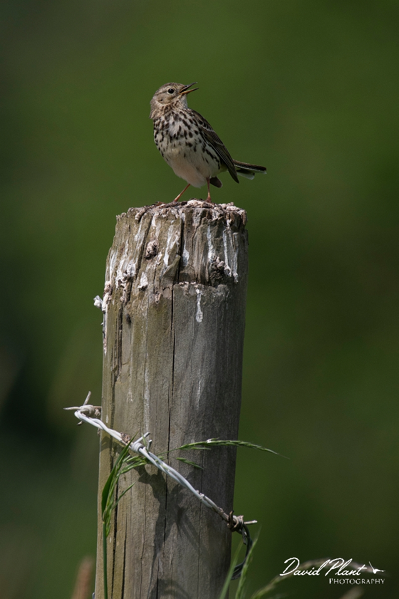 David Plant Photography - Wildlife Photography - Meadow pipit - L.JPG - Meadow pipit - Cambridgeshire