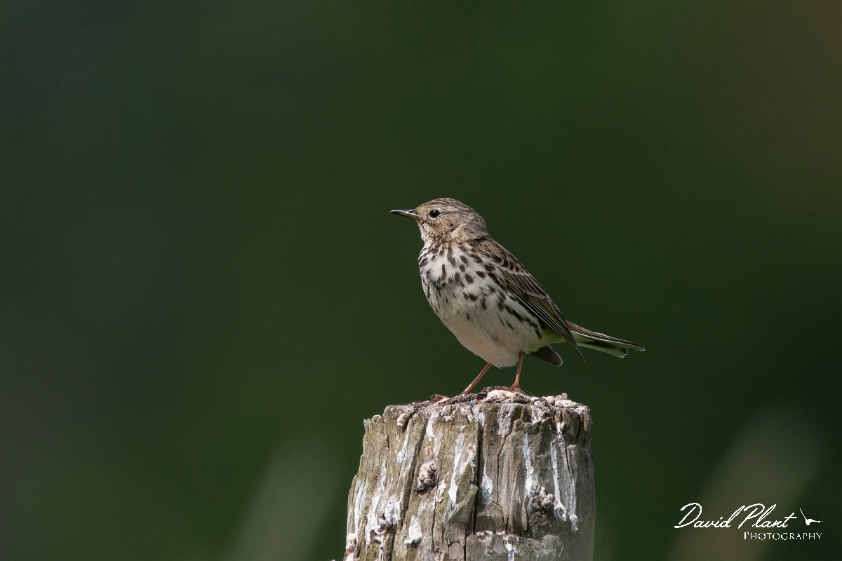 David Plant Photography - Wildlife Photography - Meadow pipit - N.JPG - Meadow pipit - Cambridgeshire