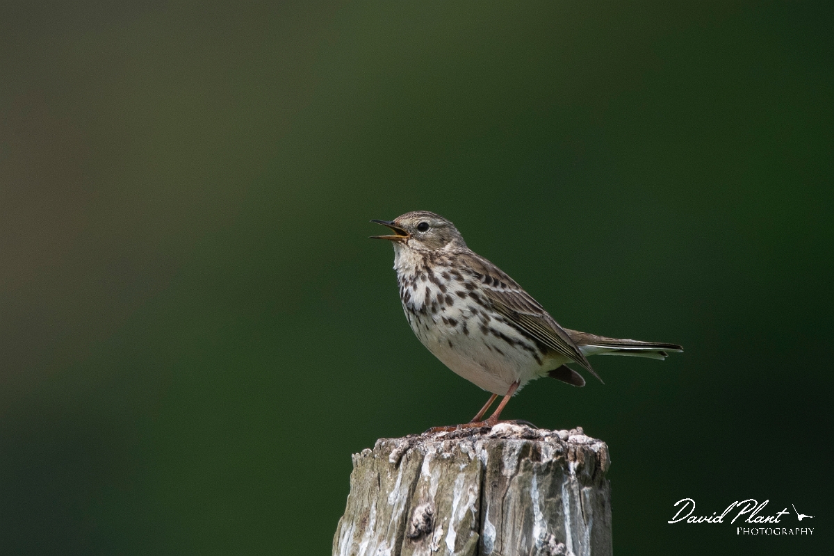 David Plant Photography - Wildlife Photography - Meadow pipit - O.JPG - Meadow pipit singing - Cambridgeshire