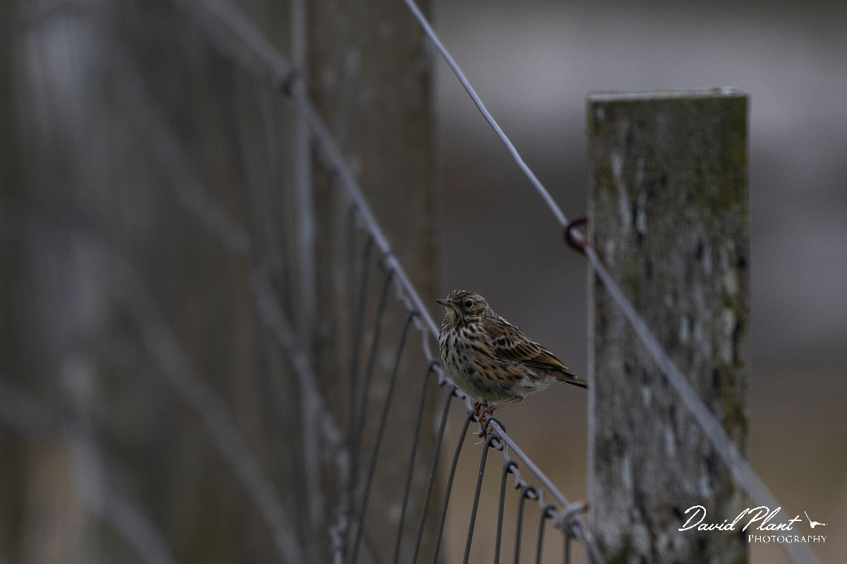 David Plant Photography - Wildlife Photography - Meadow pipit - P.JPG - Meadow pipit on fence - Caithness