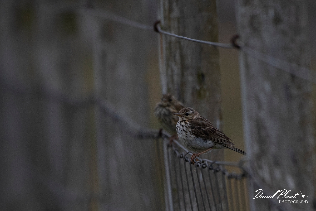 David Plant Photography - Wildlife Photography - Meadow pipit - Q.JPG - Meadow pipits on fence - Caithness