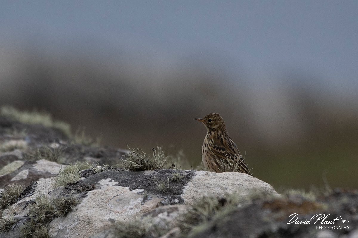David Plant Photography - Wildlife Photography - Meadow pipit - S.JPG - Meadow pipit on stone wall - Caithness