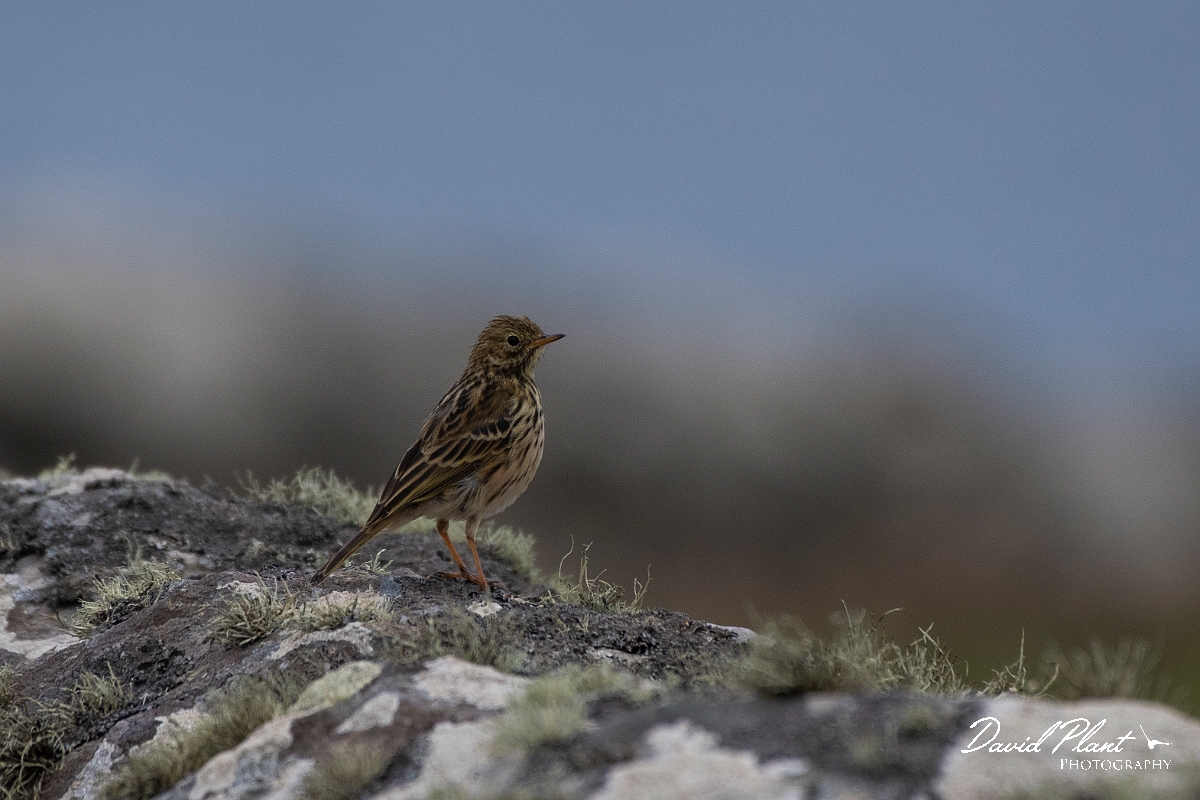 David Plant Photography - Wildlife Photography - Meadow pipit - T.JPG - Meadow pipit on stone wall - Caithness