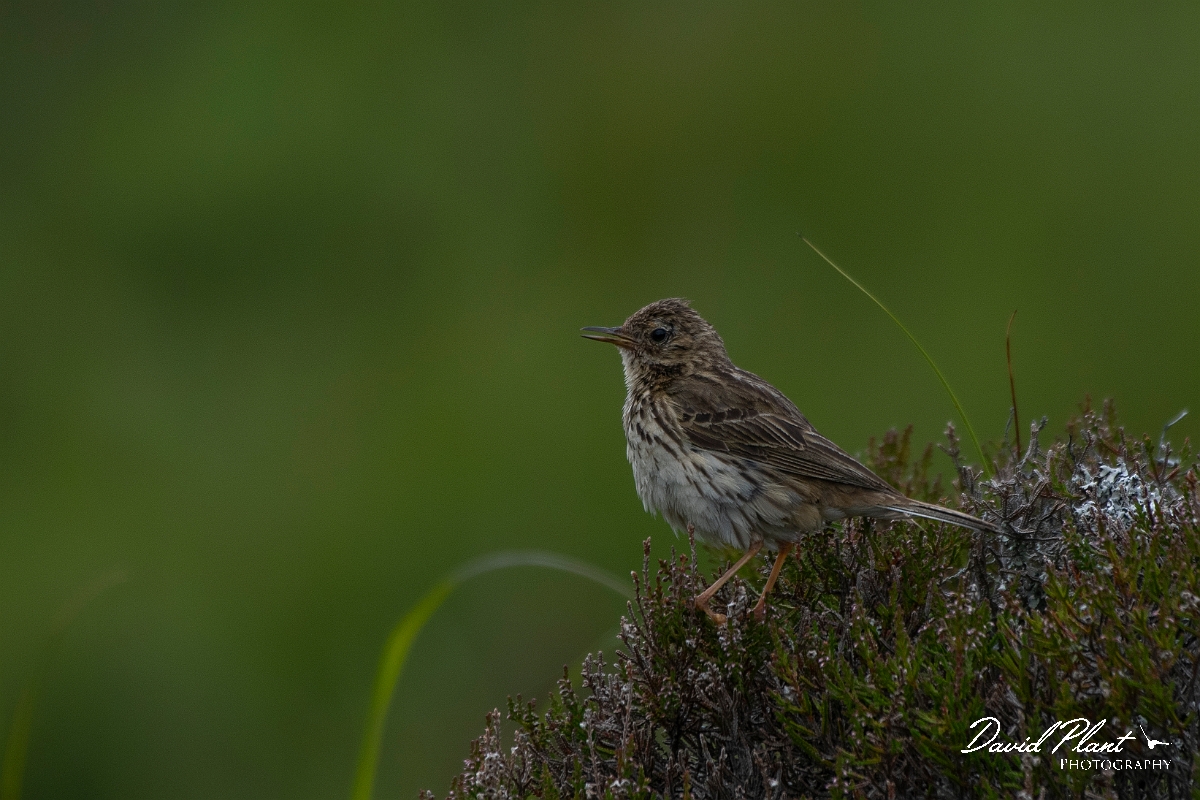 David Plant Photography - Wildlife Photography - Meadow pipit - U.JPG - Meadow pipit - Highlands