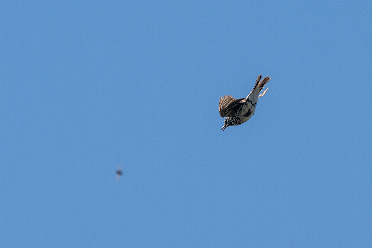 David Plant Photography - Wildlife Photography - Meadow pipit - Y.jpg - Meadow pipit - Cornwall