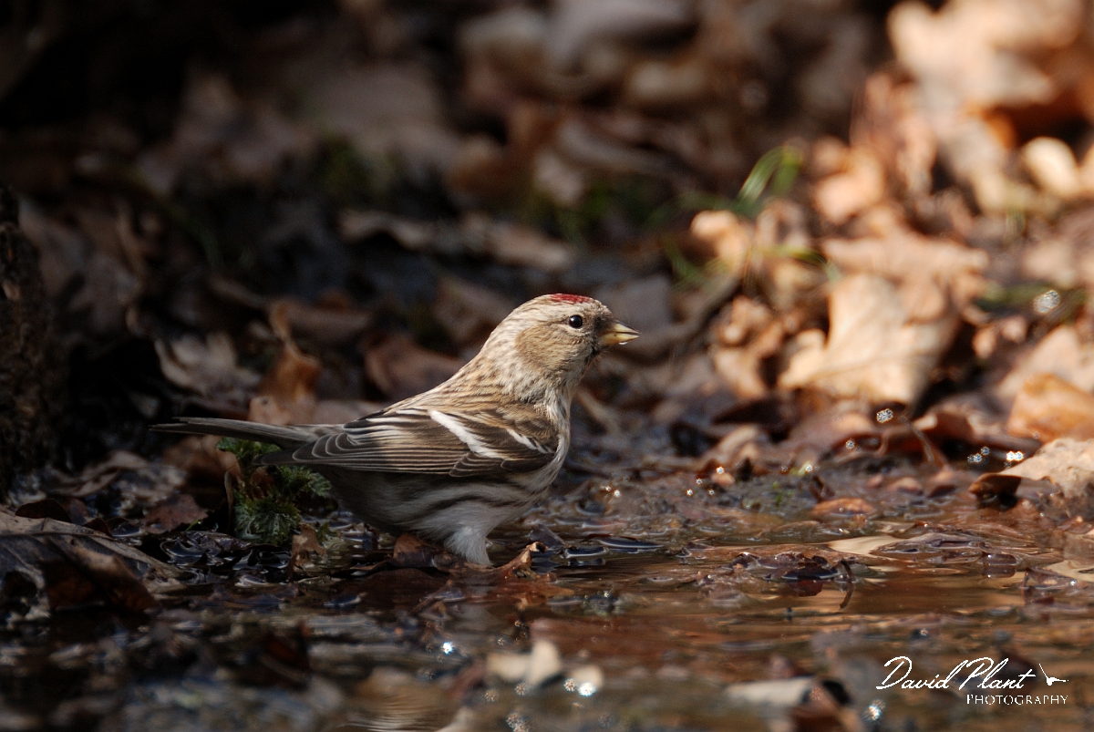 David Plant Photography - Wildlife Photography - Mealy redpoll - A.jpg - Mealy redpoll at drinking pool - Norfolk