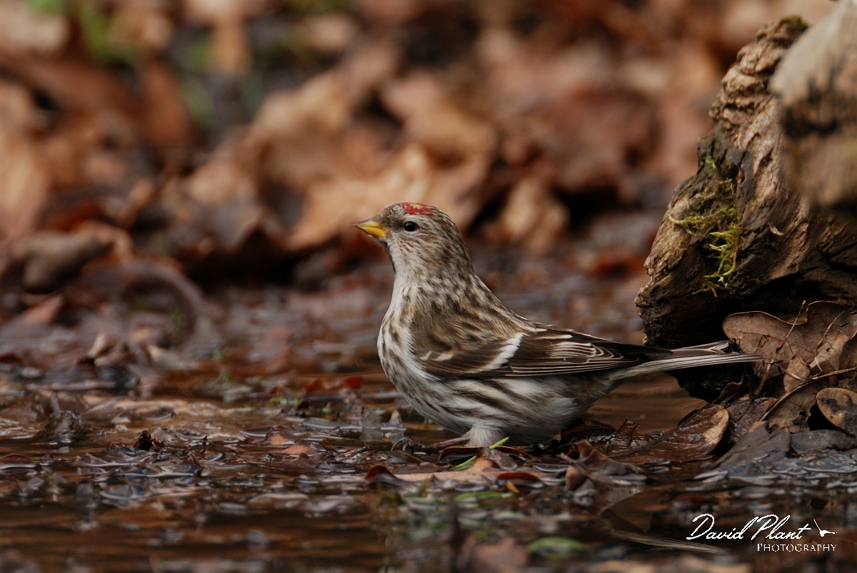 David Plant Photography - Wildlife Photography - Mealy redpoll - B.jpg - Mealy redpoll at drinking pool - Norfolk