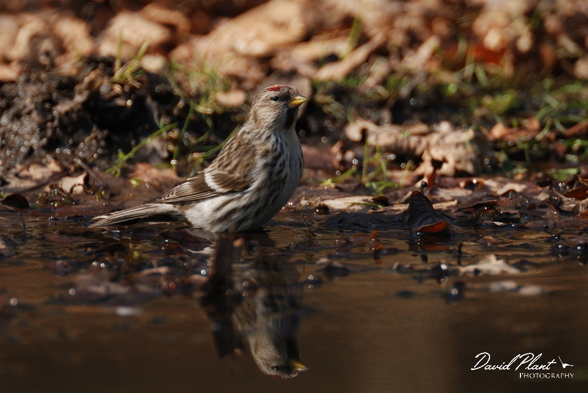 David Plant Photography - Wildlife Photography - Mealy redpoll - C.jpg - Mealy redpoll at drinking pool - Norfolk