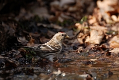 David Plant Photography - Wildlife Photography - Mealy redpoll - A