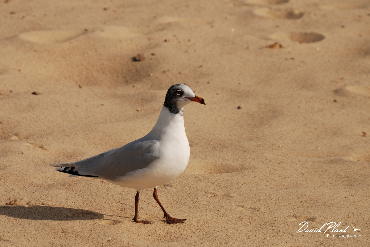 David Plant Photography - Wildlife Photography - Mediterranean gull - B.jpg - Mediterranean gull on beach - Norfolk