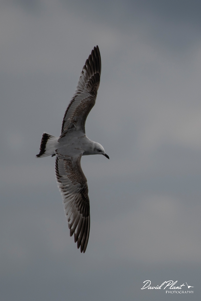 David Plant Photography - Wildlife Photography - Mediterranean gull - F.JPG - Mediterranean gull, 1st winter in flight - Sea off Devon