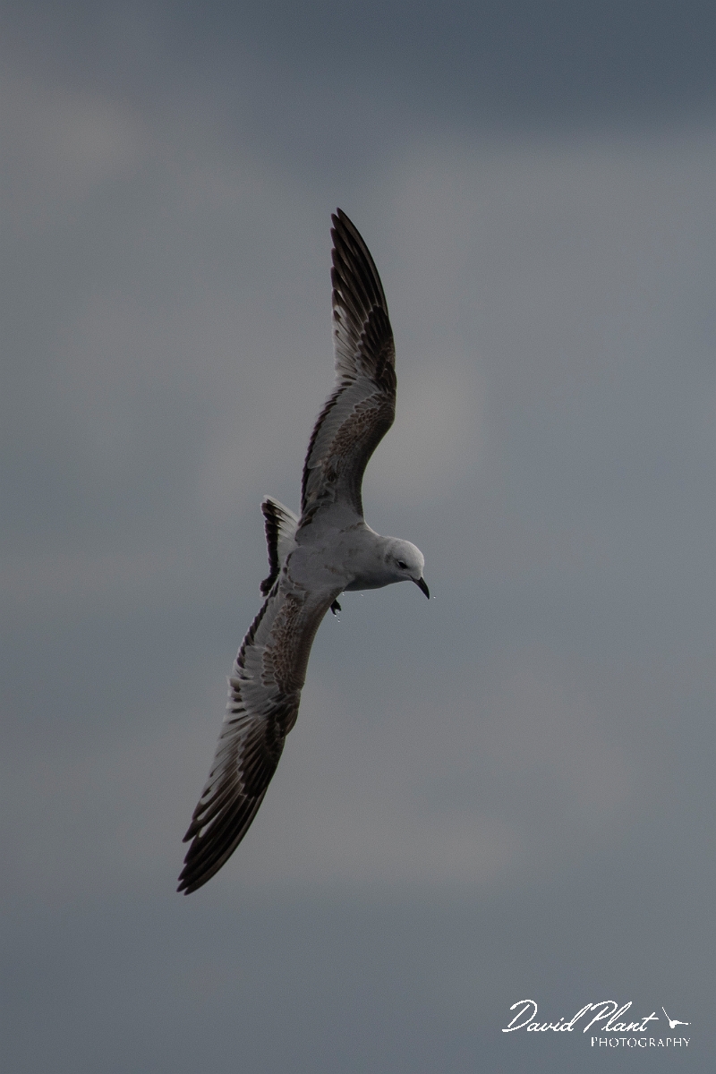 David Plant Photography - Wildlife Photography - Mediterranean gull - G.JPG - Mediterranean gull, 1st winter in flight - Sea off Devon