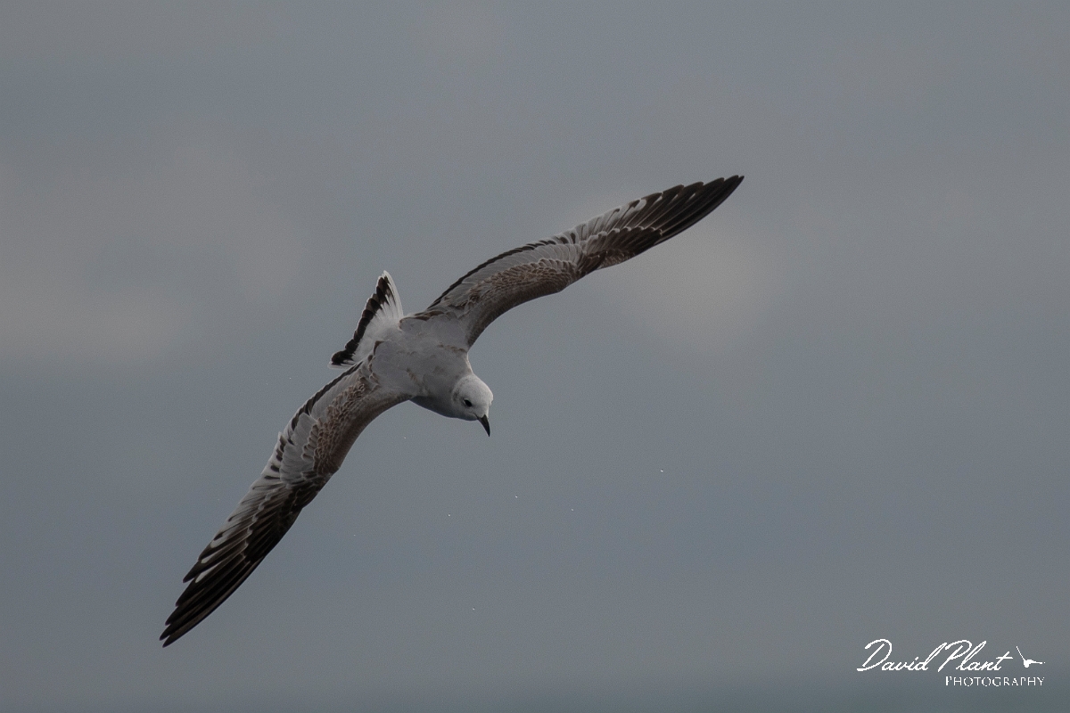David Plant Photography - Wildlife Photography - Mediterranean gull - H.JPG - Mediterranean gull, 1st winter in flight - Sea off Devon