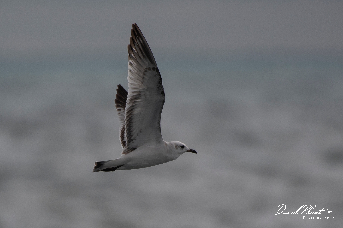 David Plant Photography - Wildlife Photography - Mediterranean gull - J.JPG - Mediterranean gull, 1st winter in flight - Sea off Devon