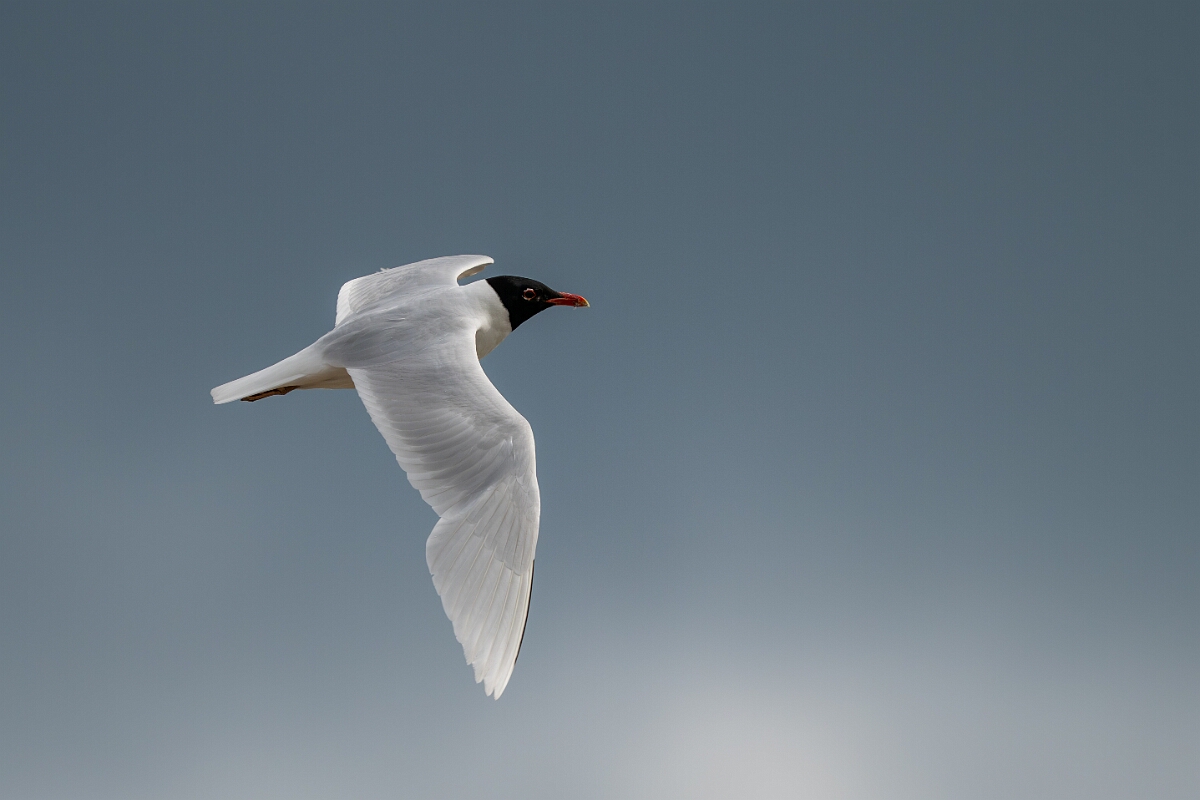 David Plant Photography - Wildlife Photography - Mediterranean gull - M.jpg - Mediterranean gull in flight - Suffolk