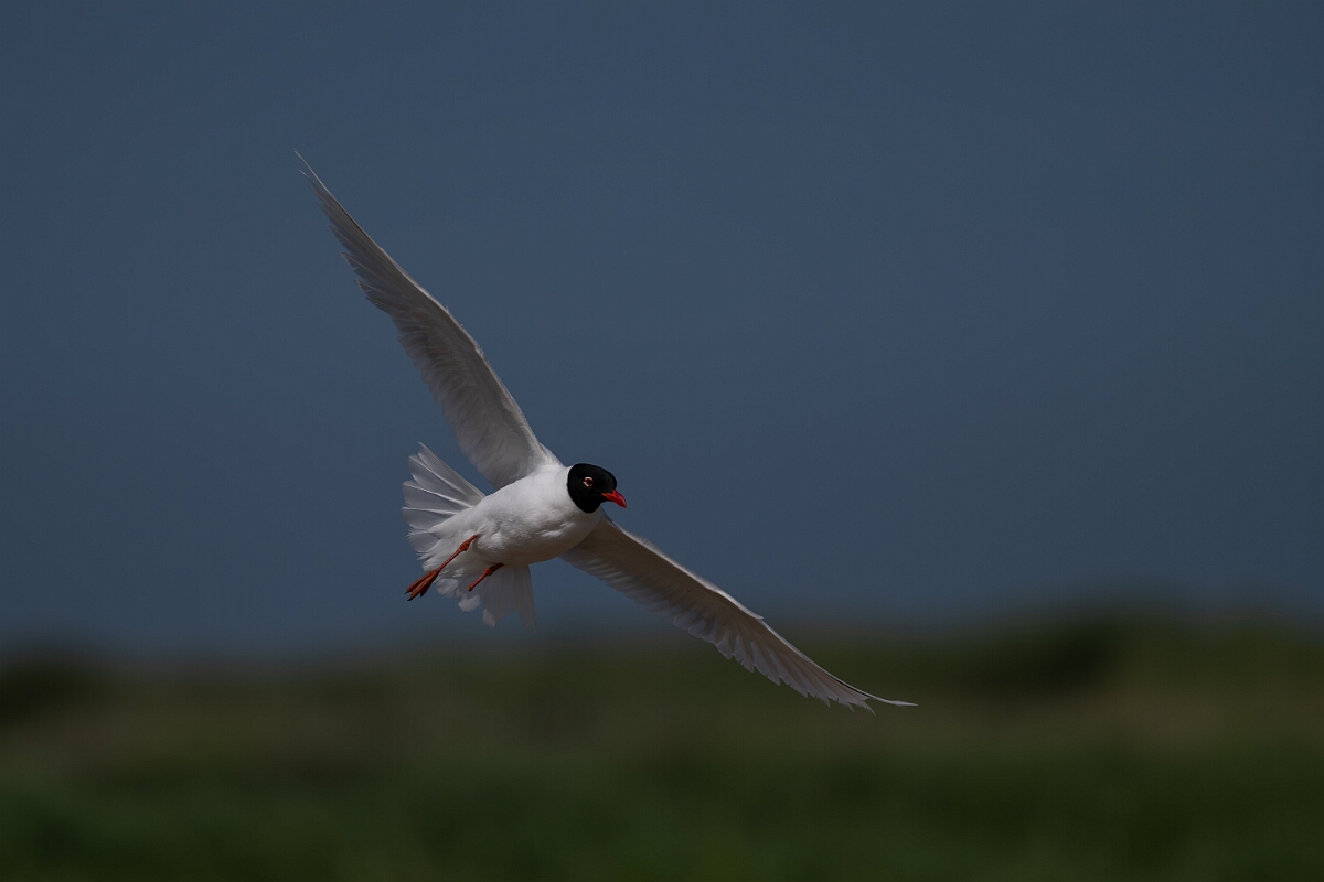 David Plant Photography - Wildlife Photography - Mediterranean gull - O.jpg - Mediterranean gull in flight - Suffolk