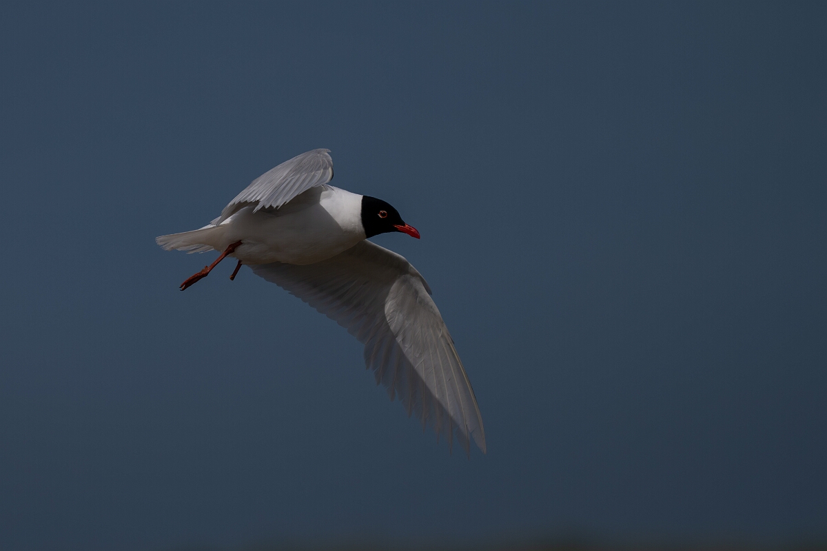 David Plant Photography - Wildlife Photography - Mediterranean gull - Q.jpg - Mediterranean gull in flight - Suffolk