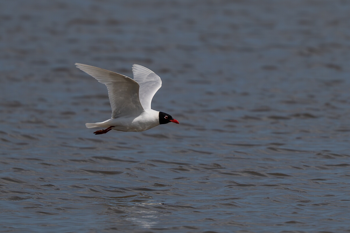 David Plant Photography - Wildlife Photography - Mediterranean gull - R.jpg - Mediterranean gull in flight - Norfolk